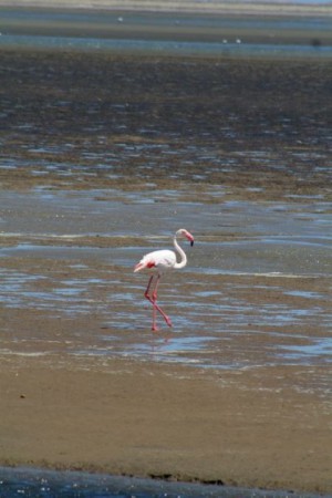 Namibië WalvisBay Lagoon (2009)